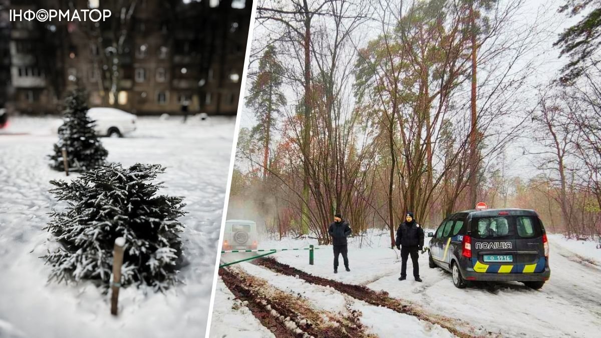 В Киевзеленстрой заявили о случаях вандализма с хвойными деревьями