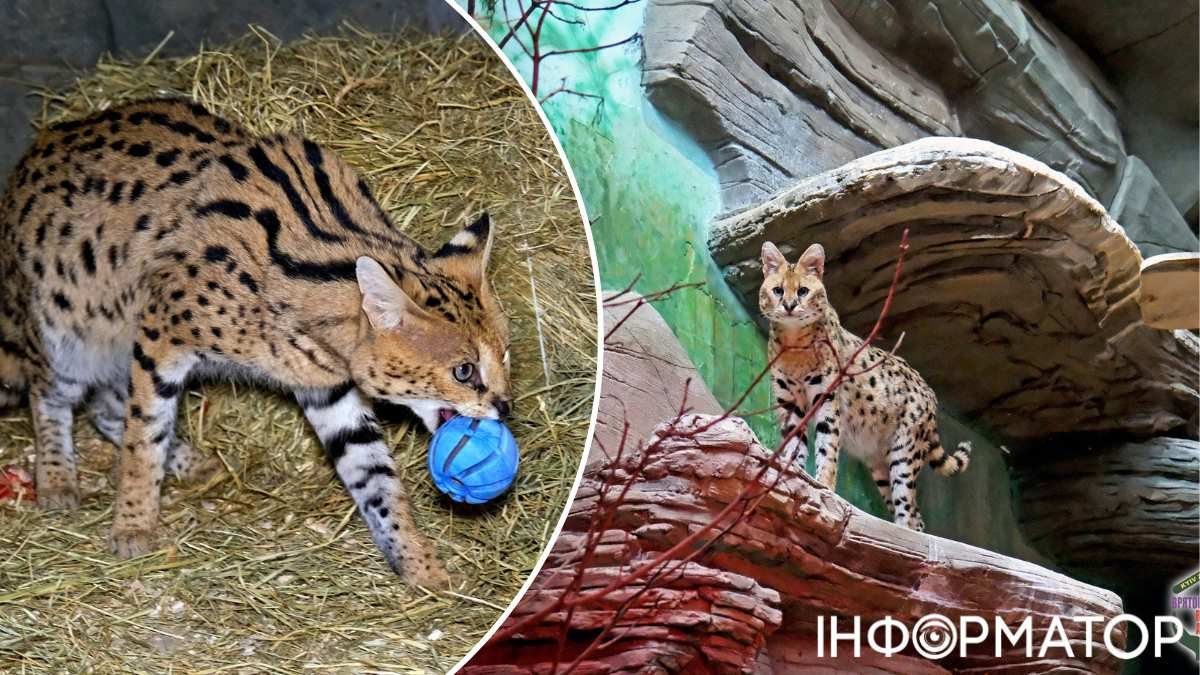 Социализация животных в зоопарке Киева