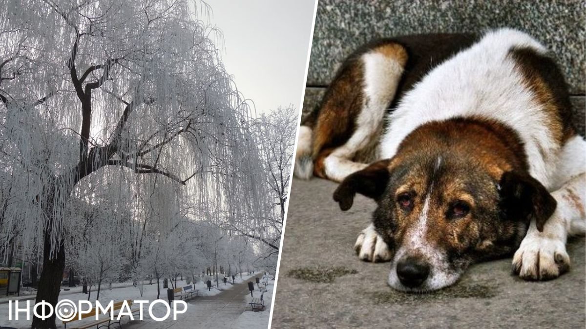 Гидропарк Киева, дворовые собаки