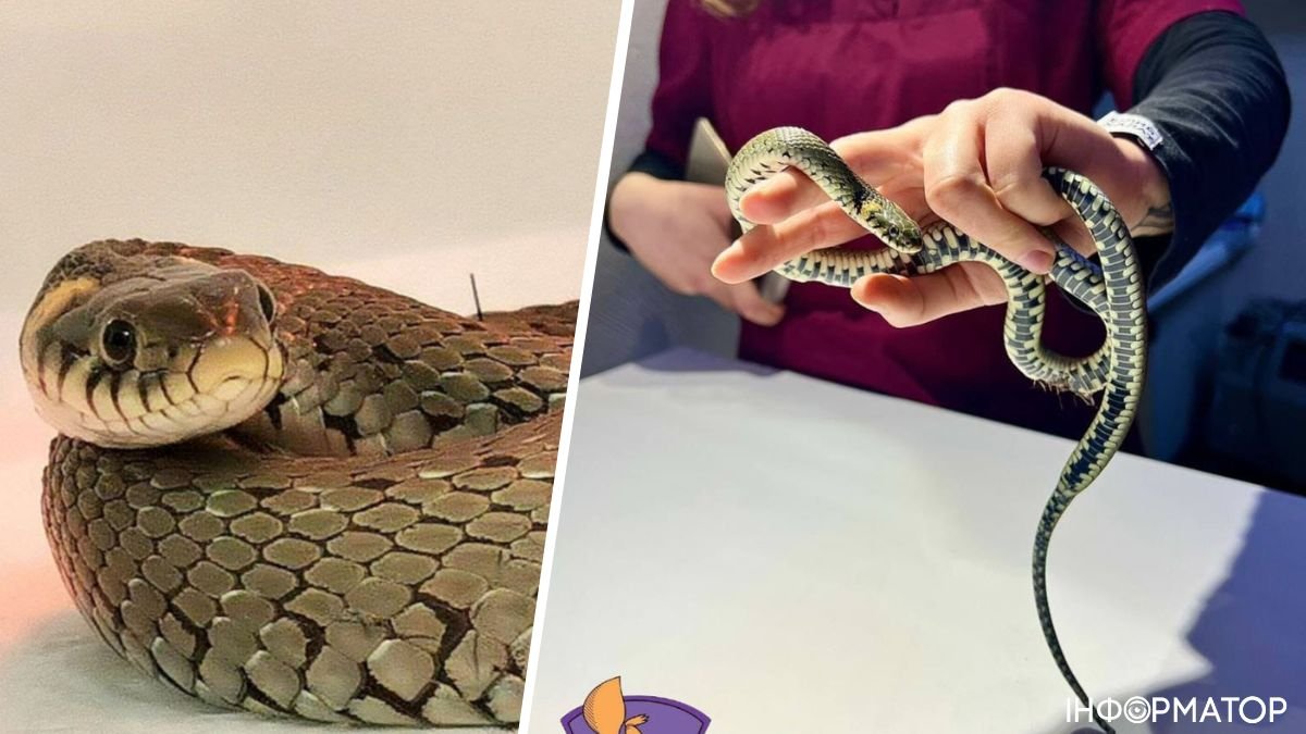 У Бучанському районі жителька врятувала змію