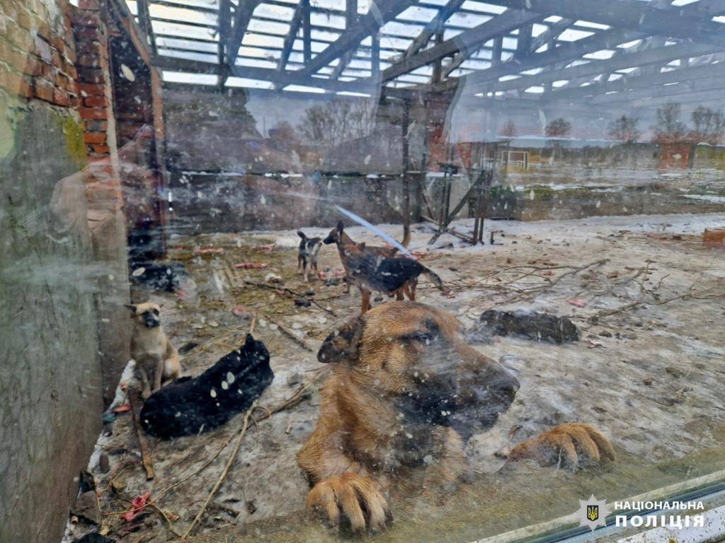 Собаки мерзнуть та їдять трупи: у притулку на Київщині жорстоко знущалися над тваринами – фото, відео 2