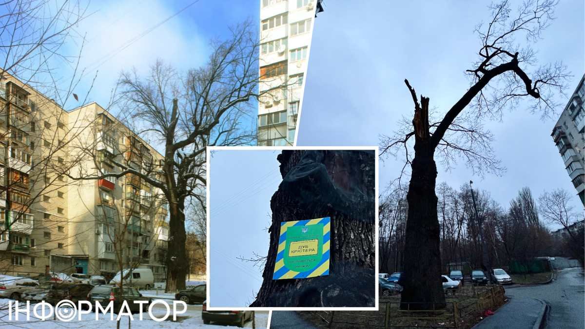Сохранение исторических и вековых деревьев в Киеве