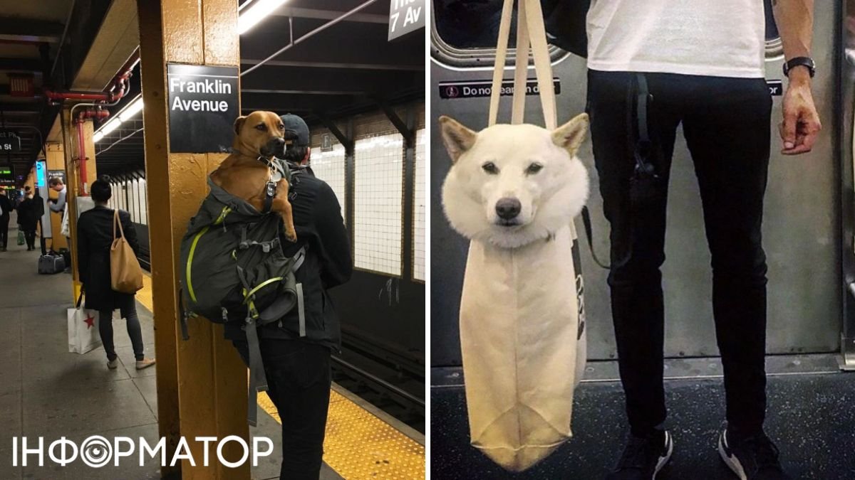 Тварини, метро