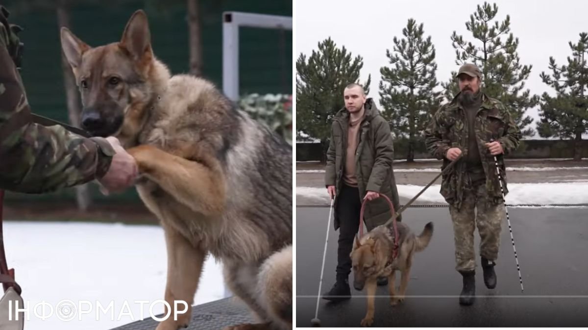 У колишній резиденції Януковича Межигір’я тренують собак для ЗСУ: чому навчають чотирилапих