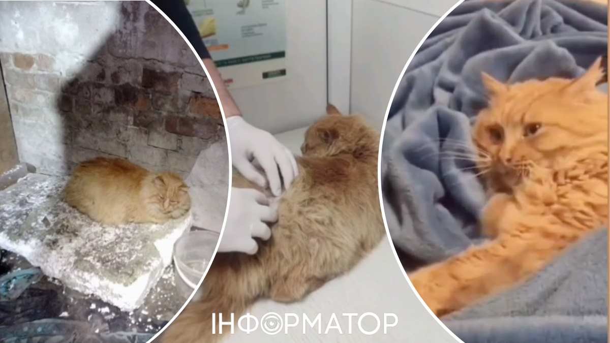 Порятунок тварин у Києві