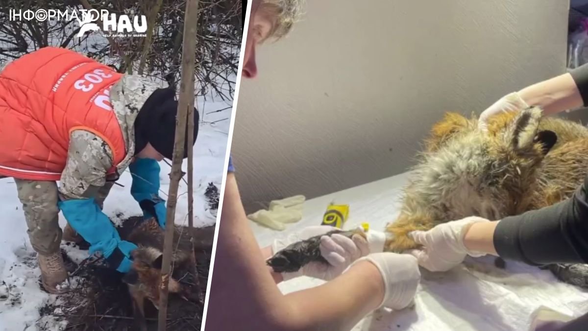 Под Киевом нашли раненую лису, попавшую в ловушку браконьеров