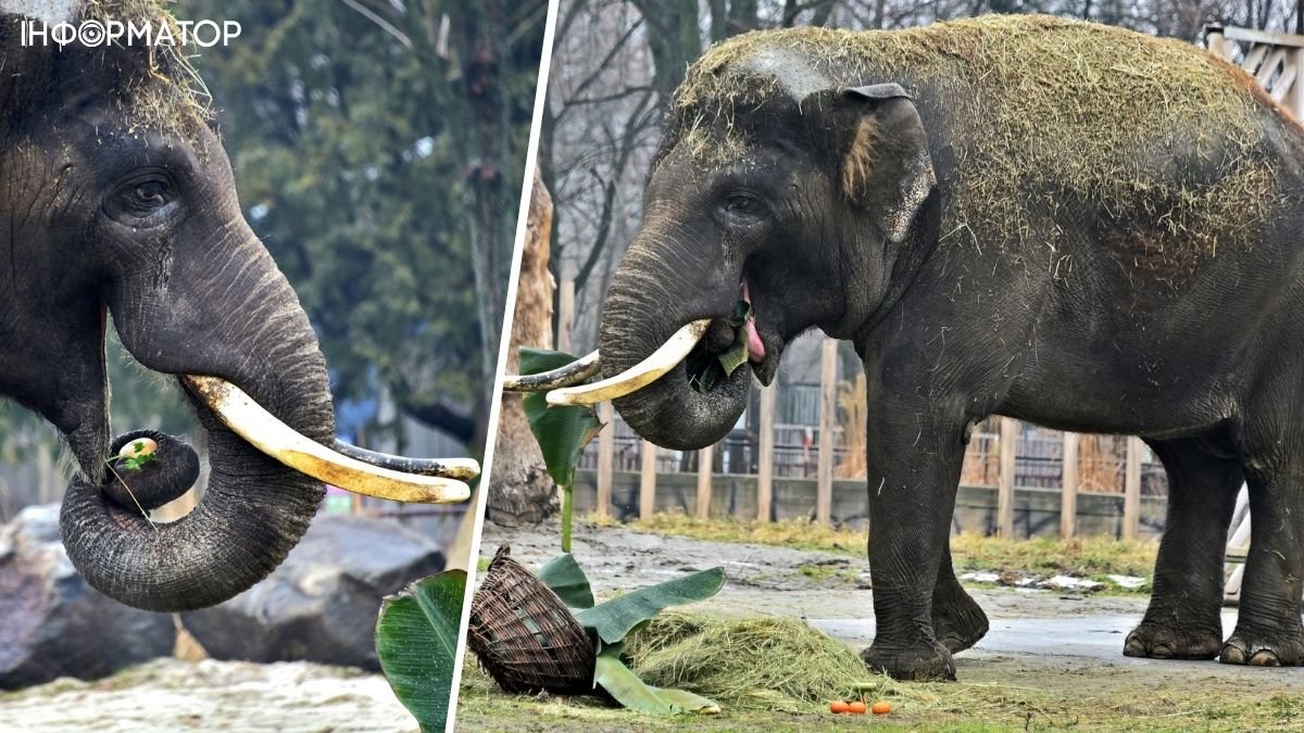 Слон в Киевском зоопарке празднует день рождения, что ему подарили