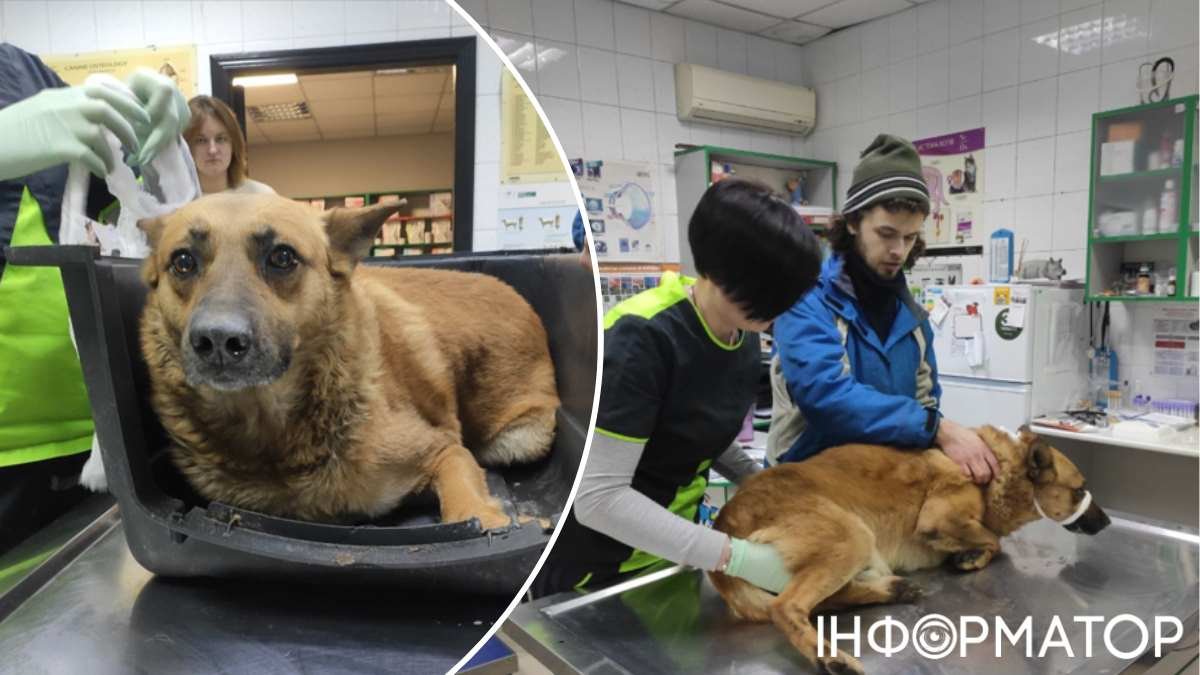 Порятунок безпритульної тварини у Києві