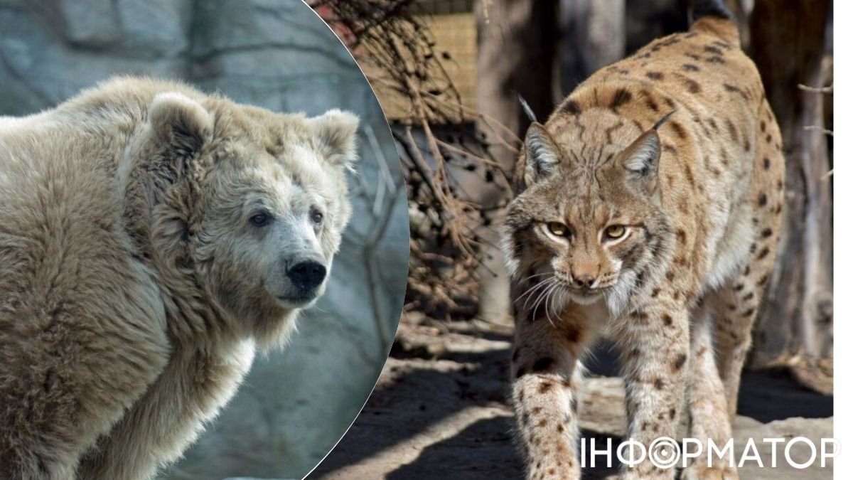Как живут животные в киевском зоопарке во время войны