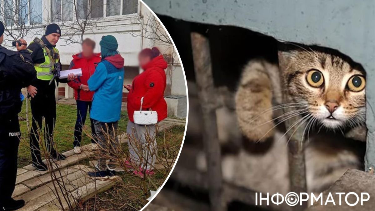 У Києві в підвалі будинку померли кошенята: що трапилося і реакція поліції