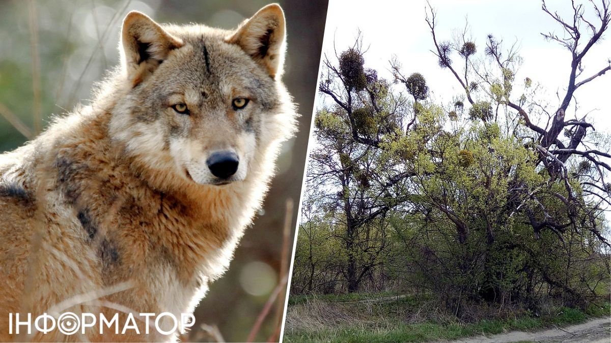 На Киевщине в Чертовом болоте у реки Жидок появится первый в Украине заказник для охраны волков
