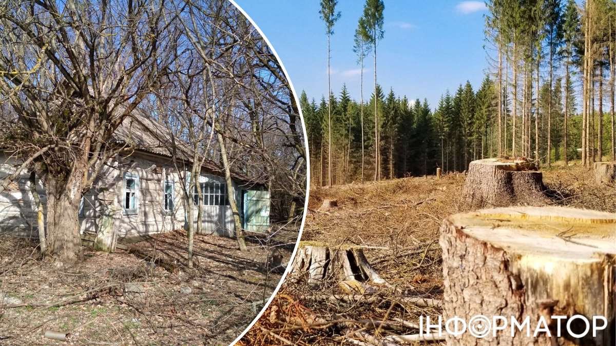 Вырубка лесов в Чернобыльском заповеднике