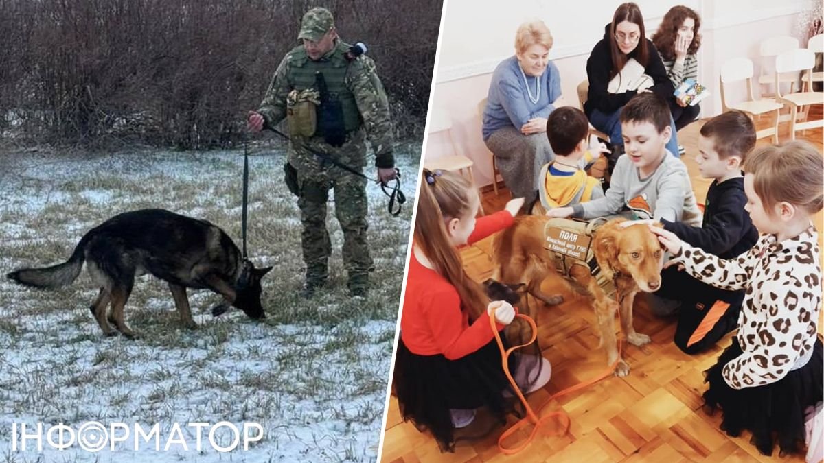 Розміновують Херсонщину та розвивають дітлахів: собаки Києва вражають
