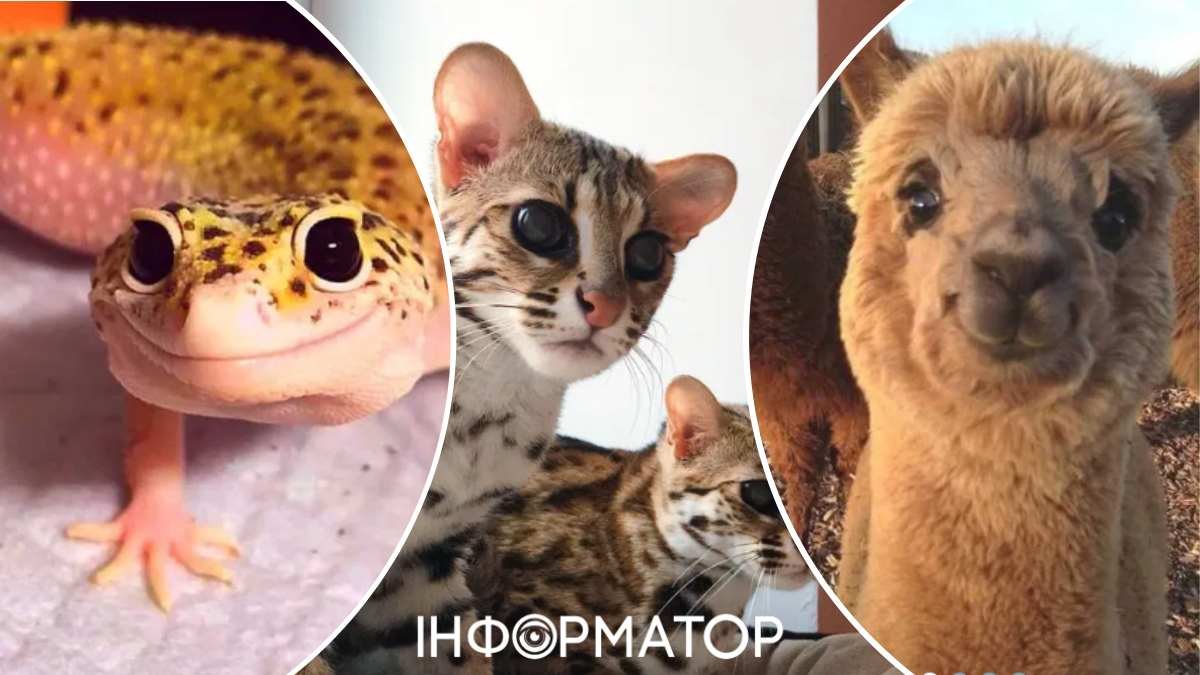 Ринок екзотичних тварин у Києві
