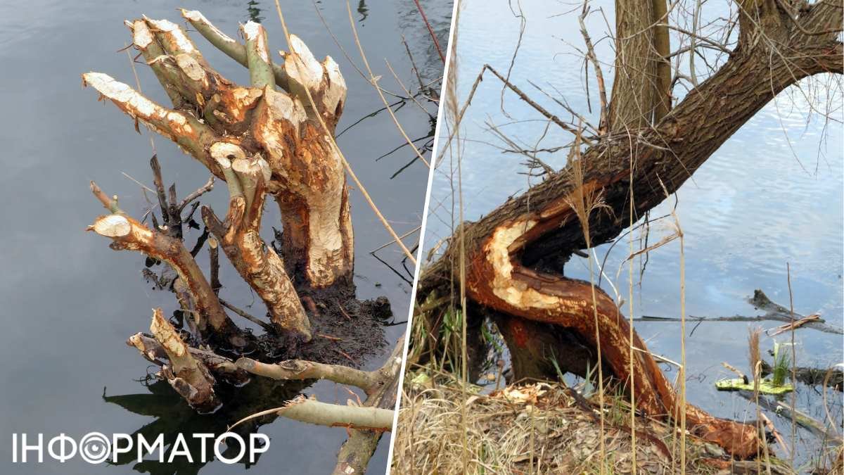 Ни одного дерева не оставят: в Киевской области бобры начали массово валить  прибрежные ивы и каштаны