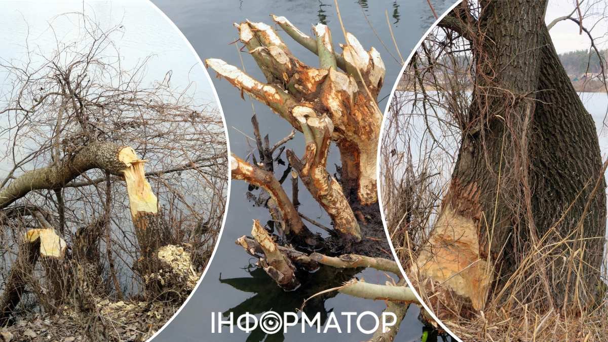 Бобри валять дерева на Київщині