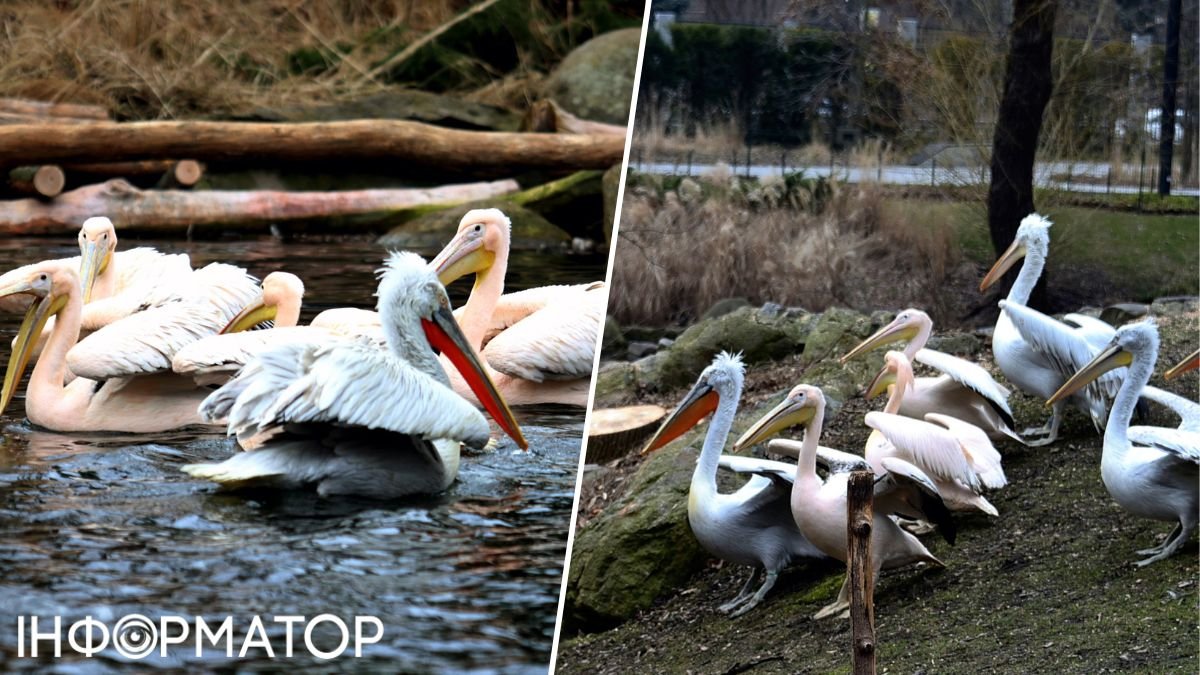 Пеликаны в Киевском зоопарке снова плавают в озере