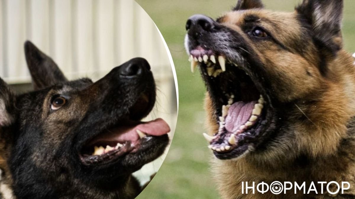 В случае выгула собаки без намордника хозяин животного может получить наказание