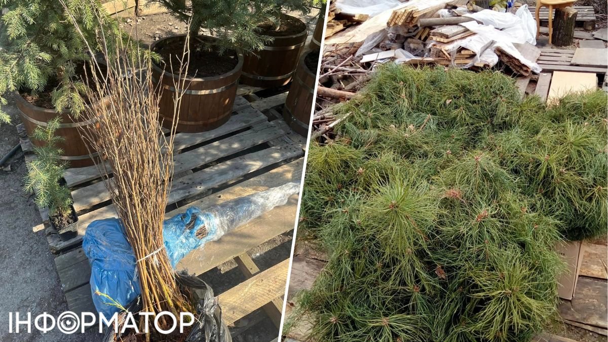 В Киеве бесплатно раздают саженцы деревьев, чудом переживших оккупацию - как получить
