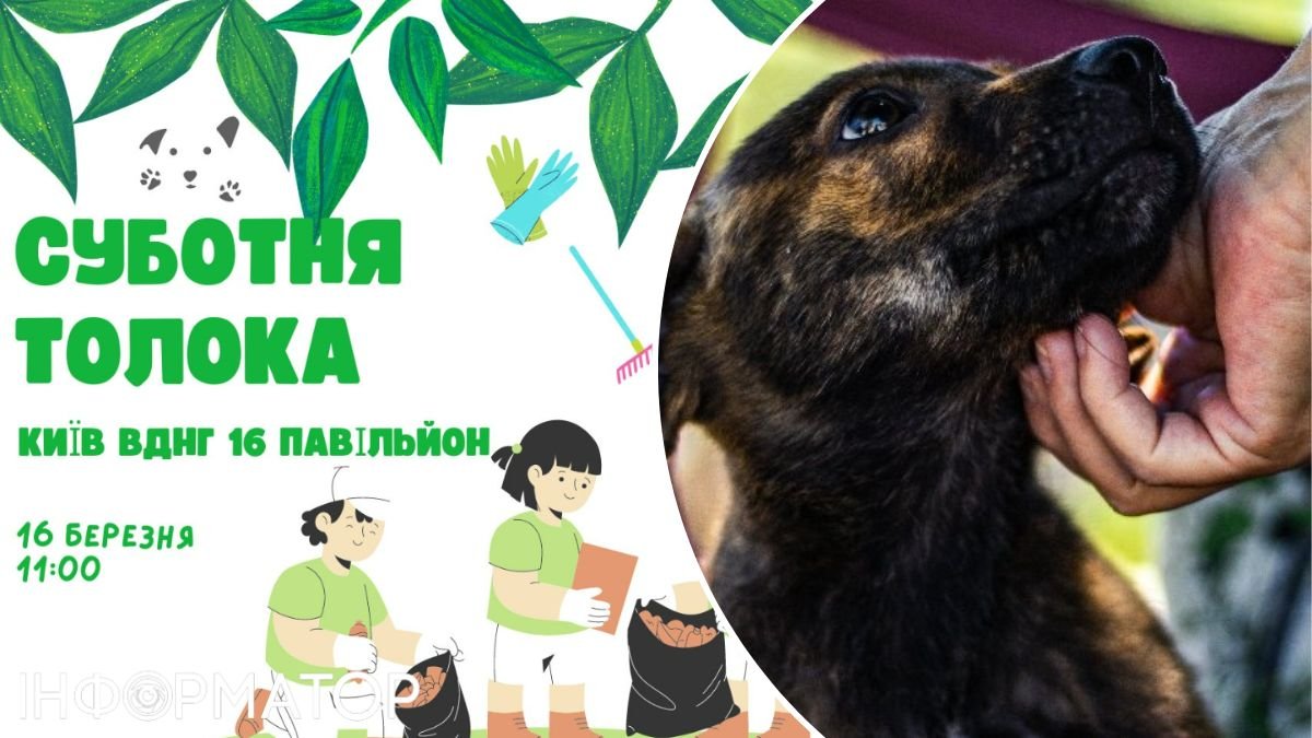 Киевлян приглашают на толоку вблизи приюта для животных на ВДНХ: когда и как присоединиться
