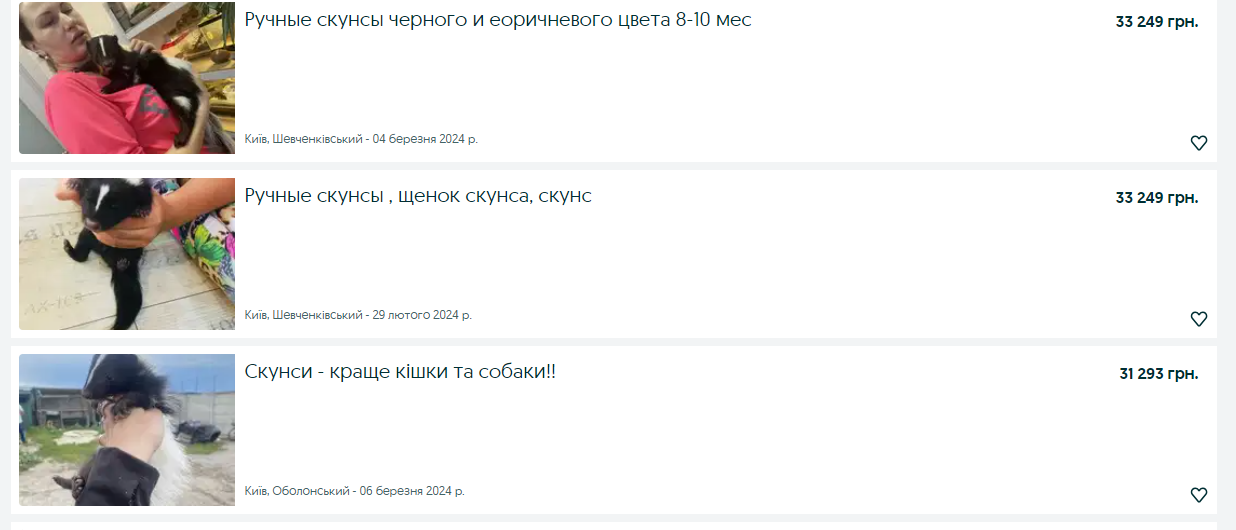 Мода на скунсів: на онлайн-майданчиках цуценят продають по 800 доларів