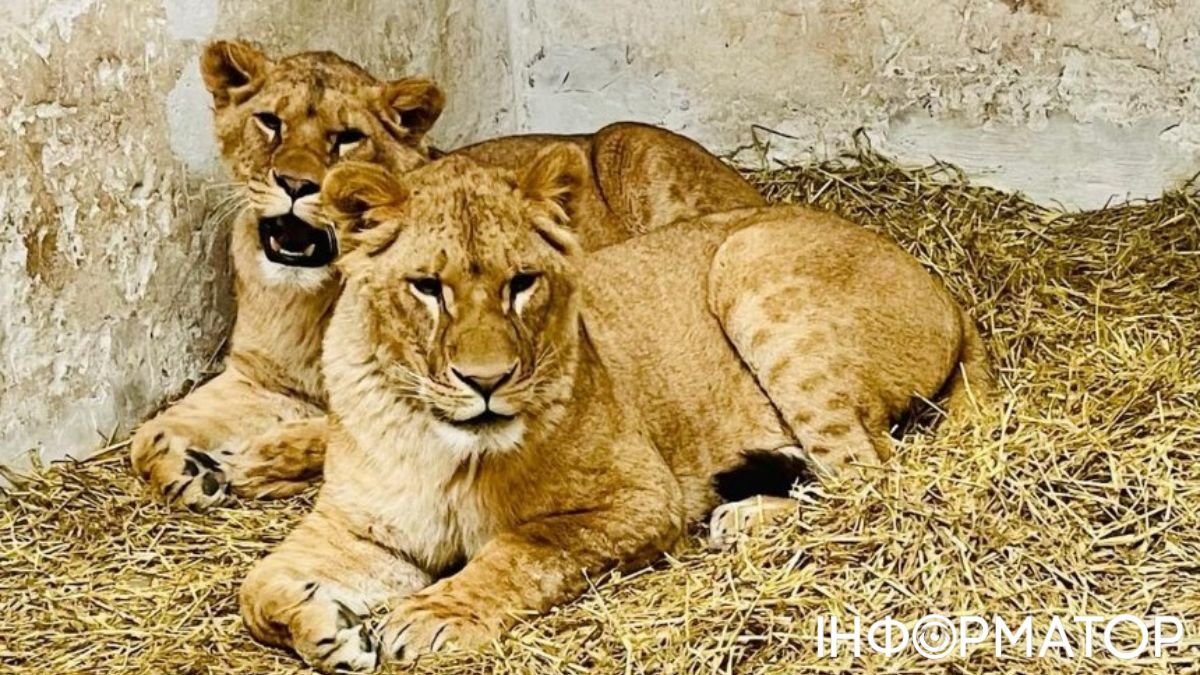 Для левиць із притулку диких тварин на Київщині пропонують обрати імена: як це можна зробити