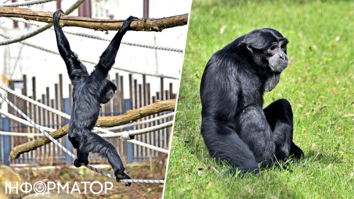 Киевский зоопарк приглашает к вольерам приматов-сиамангов: когда и что интересного можно увидеть
