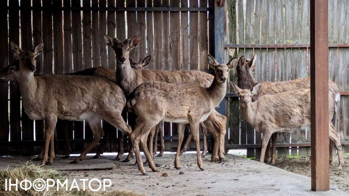 У Києві везли 9 плямистих оленів, один з них помер дорогою: що з тваринами зараз
