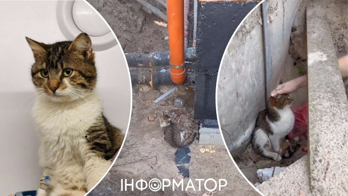 Порятунок кота у Києві