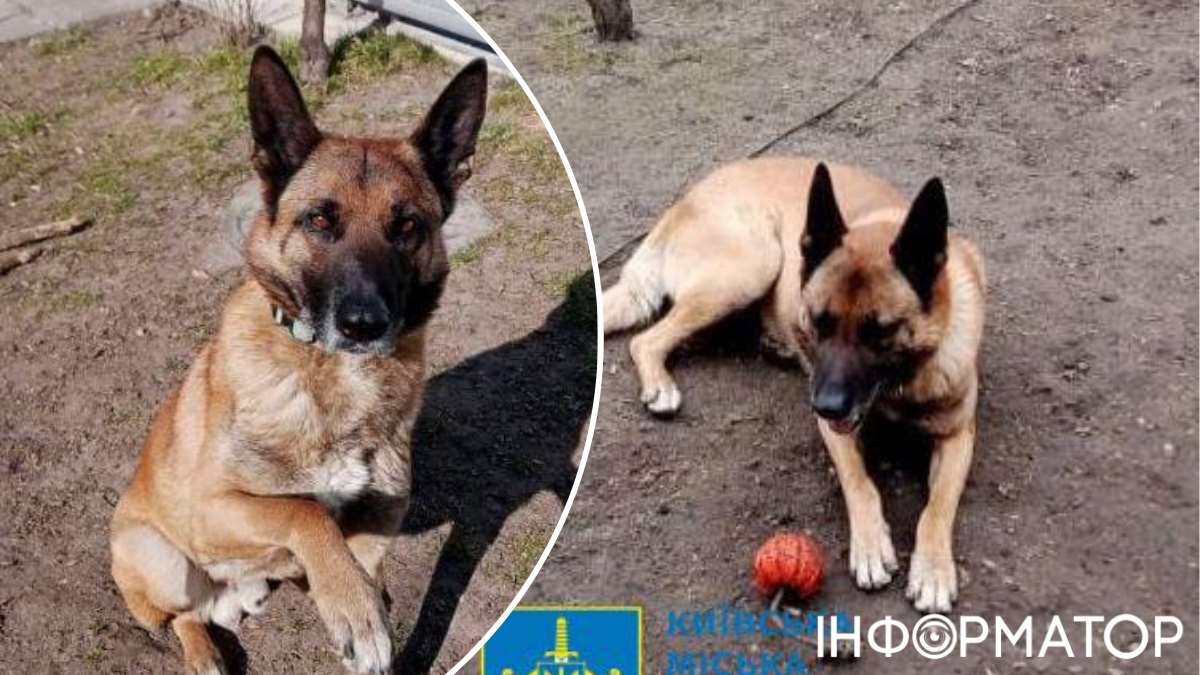 Убил овчарку из АТО по имени Чип, потому что пес лаял: киевлянину объявили о подозрении