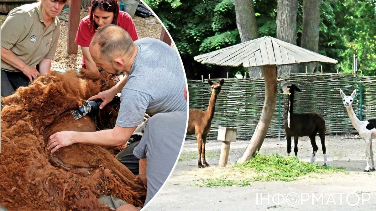 В Киевском зоопарке сначала "умерла", а затем воскресла альпака