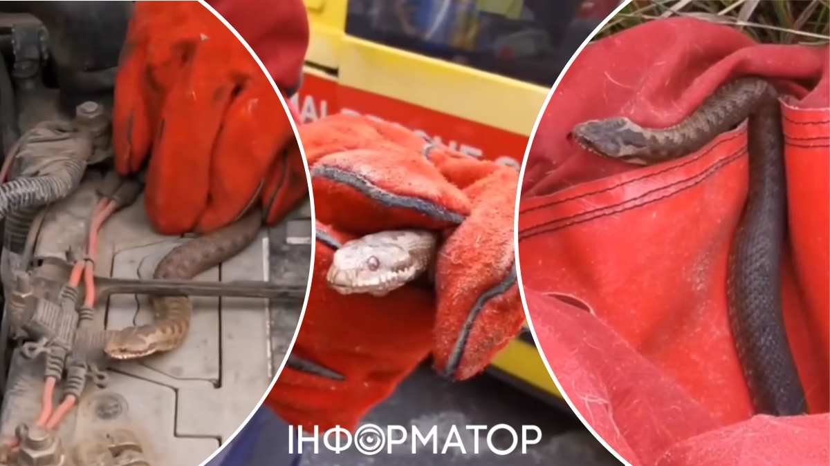 Змею нашли в автомобиле, приехавшем в Киев из Львова, спасение животных