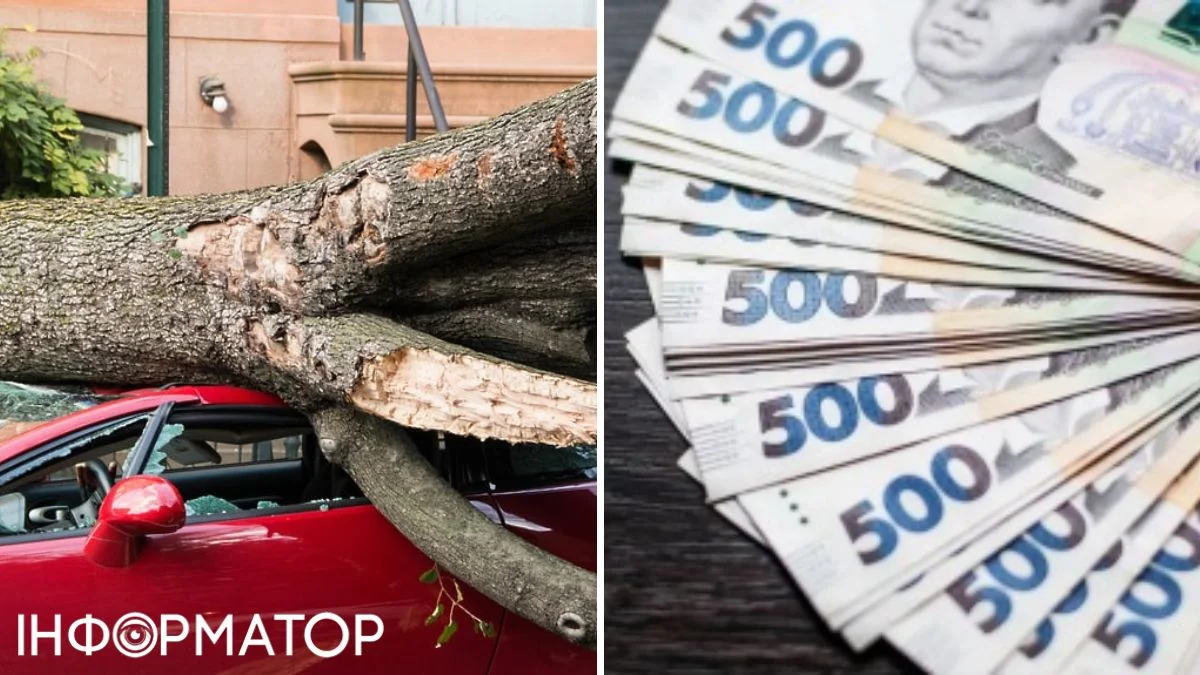 На авто киевлянина во дворе упало дерево: мужчина потребовал 422 тысячи гривен от Голосеевской госадминистрации - что решил суд