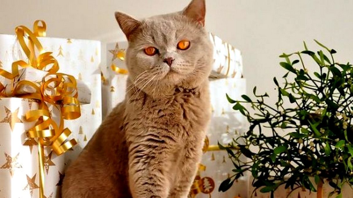 17 липня: іменинники, дати, свята