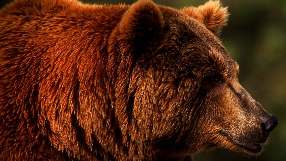 Ведмідь Михайло Юрійович зайшов у гості до верховинських бджіл