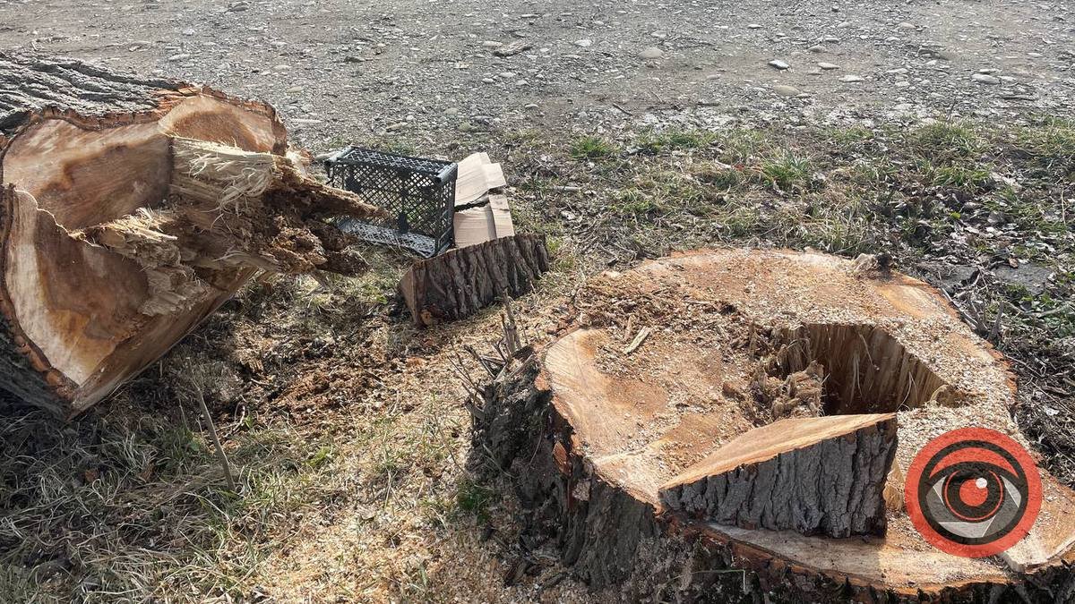 Чоловік з Верхнього Вербіжа самовільно спиляв 4 верби і заплатить штраф