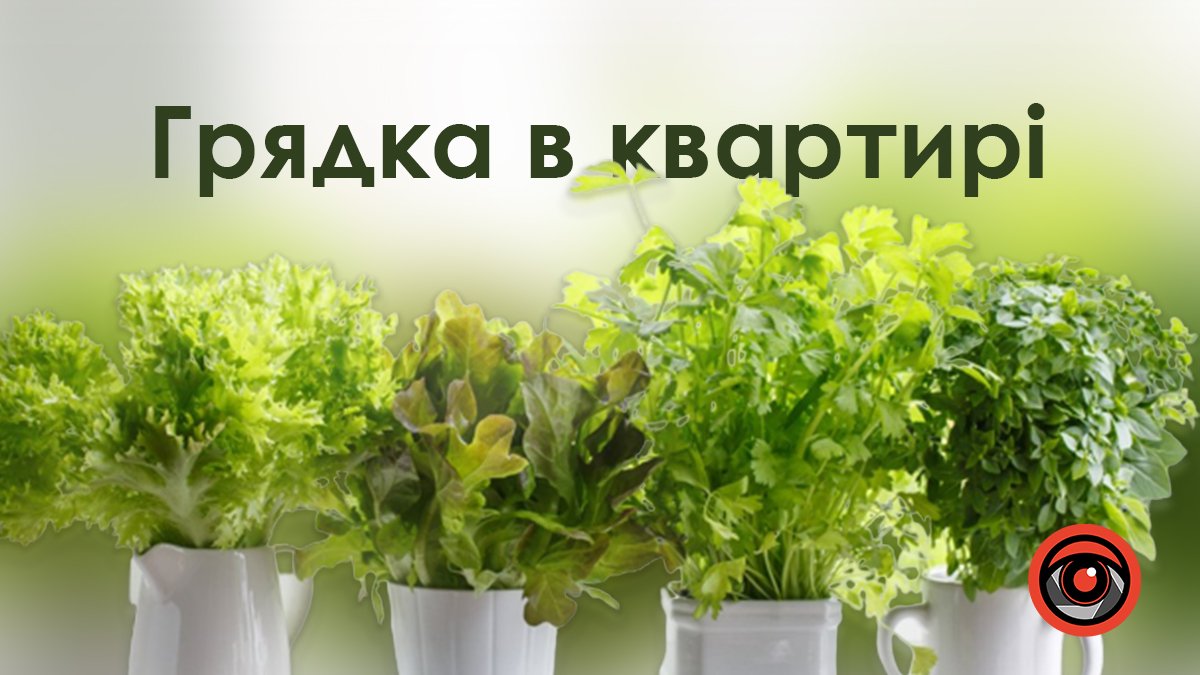 Ідеї для грядки в квартирі: обираємо компактні та вмісткі контейнери