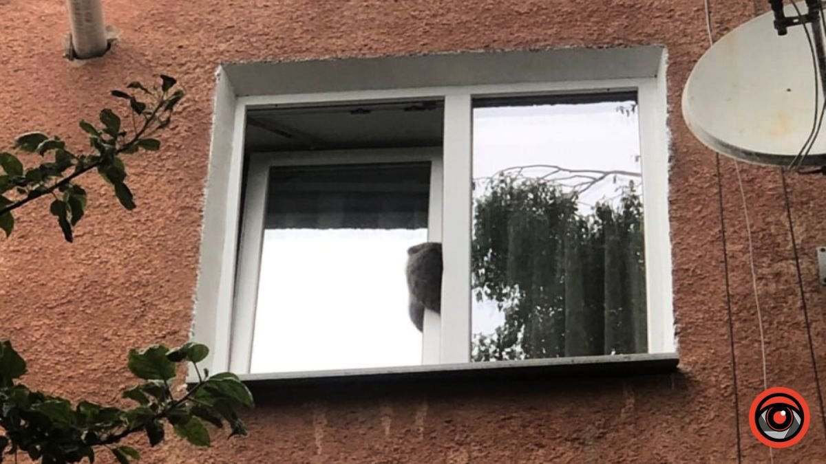 У Коломиї кіт застряг у вікні: викликали рятувальників