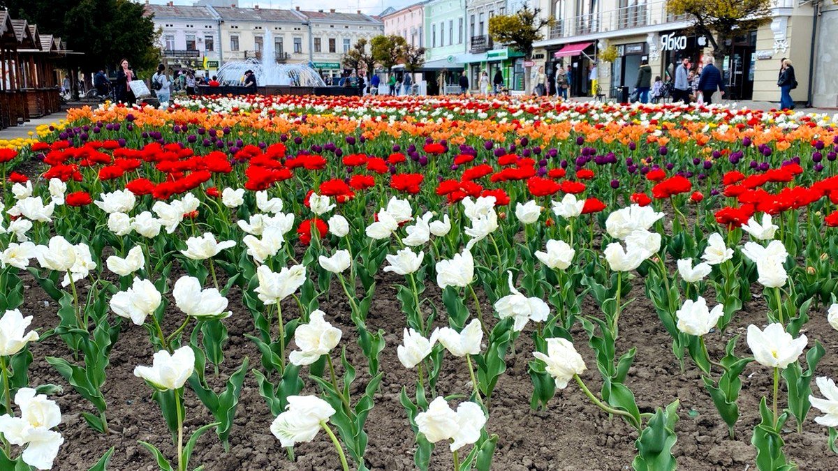 Тюльпани в рази вище ринкової ціни закупили коломийські озеленювачі