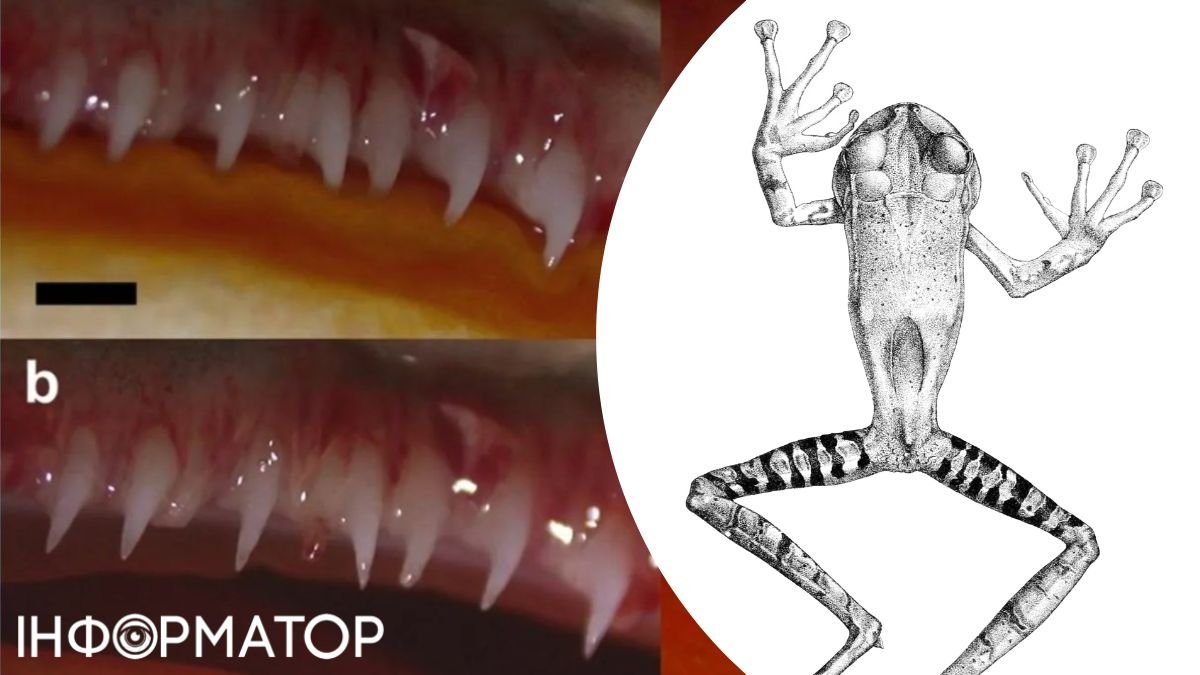 Не лает, но кусает: один вид лягушек снова отрастил себе зубы. Наука опешила — так ведь не бывает