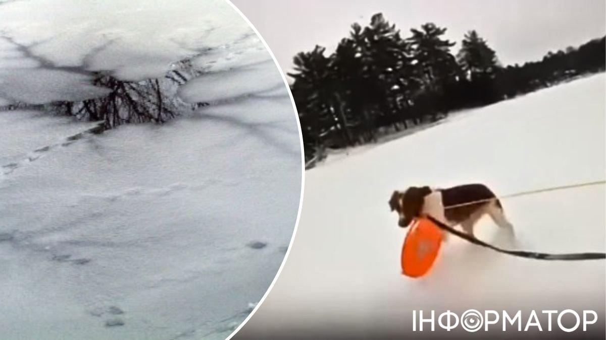 Собака спасла хозяина, провалившегося под лед на озере - видео