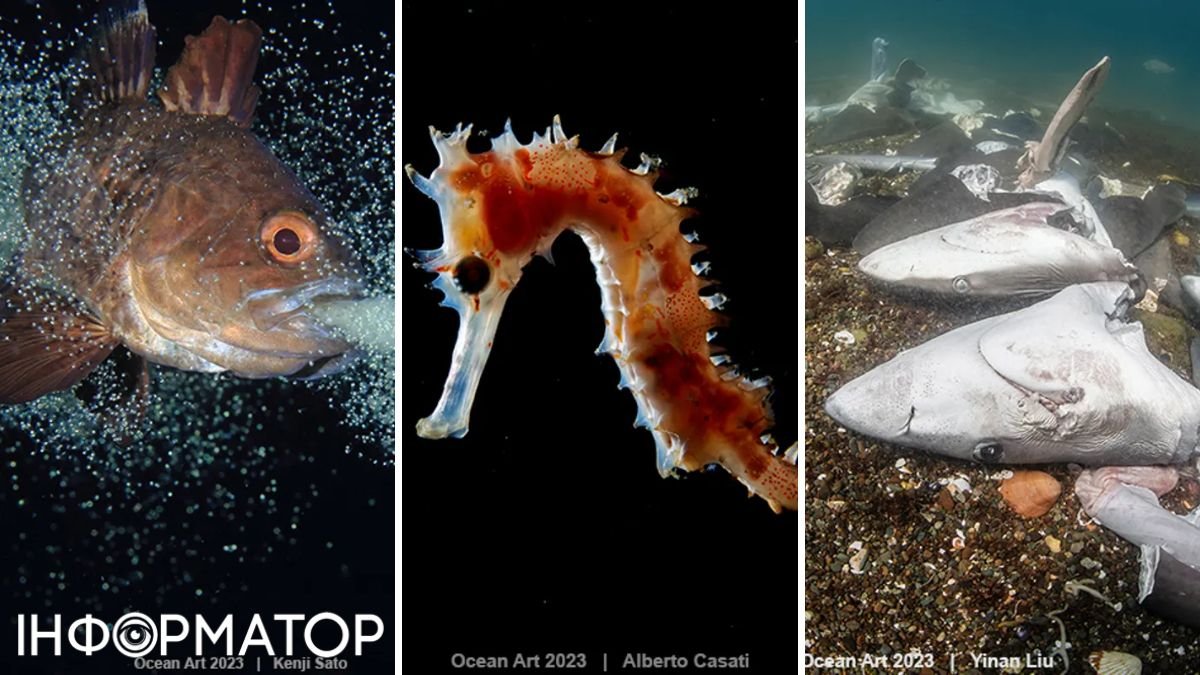 Разрыв шаблонов: на конкурсе подводной фотографии победила не рыба, а макака - суперснимок