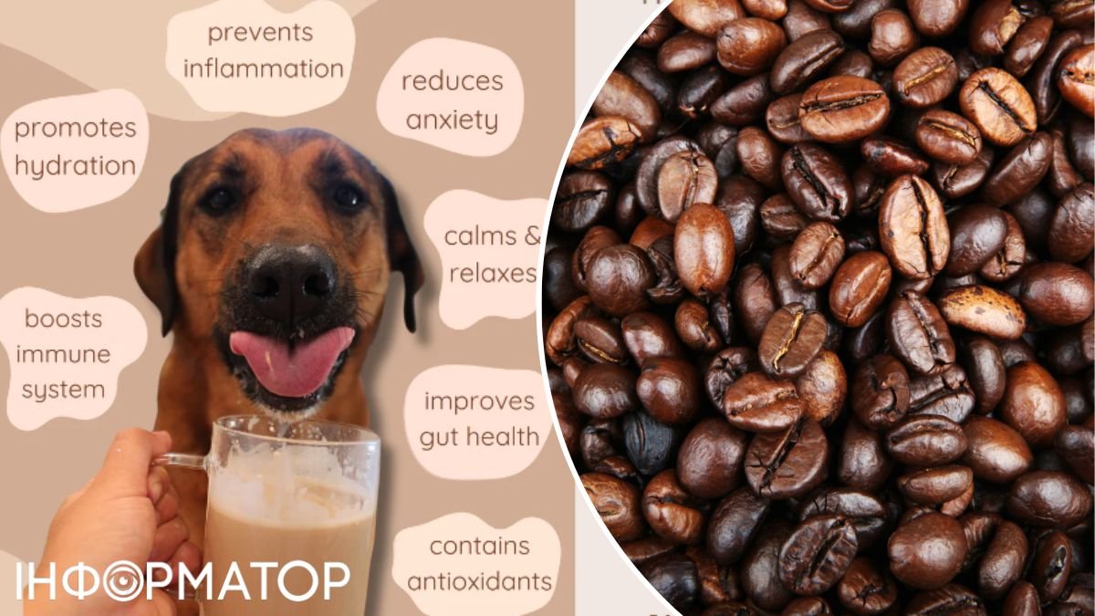 У США створили розчинну каву для собак: допомагає пережити розлуку