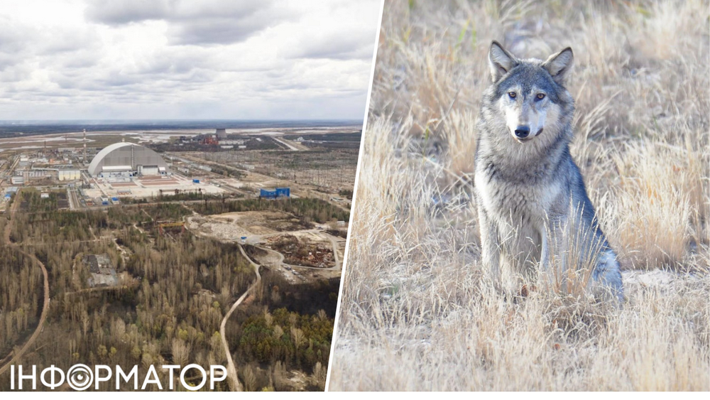 Вовки-мутанти з Чорнобиля дали надію всьому людству: наука в захваті