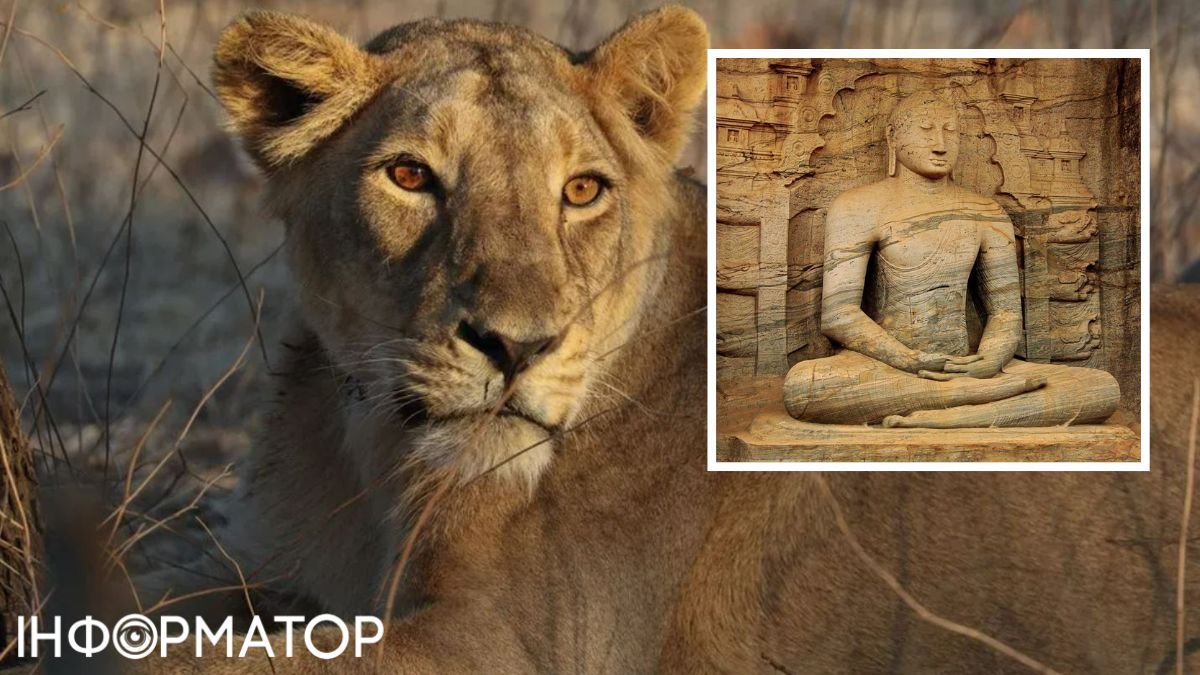 Суд зобов'язав зоопарк змінити богохульні імена левів