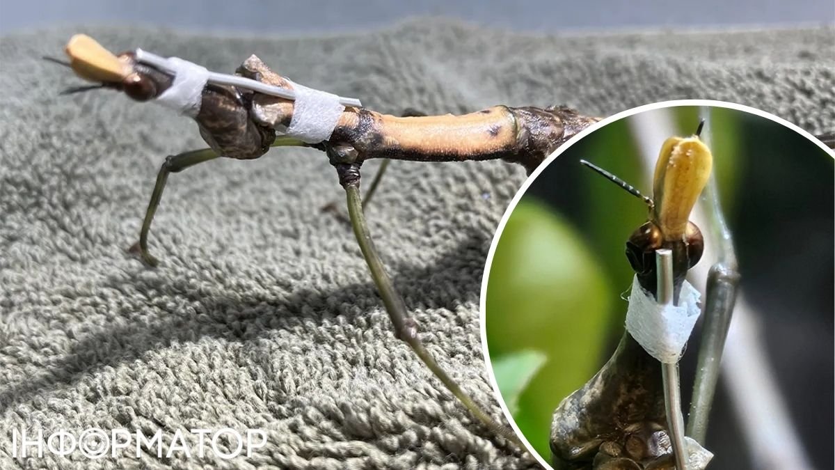 Практично підкували блоху: медики врятували комаху від смерті