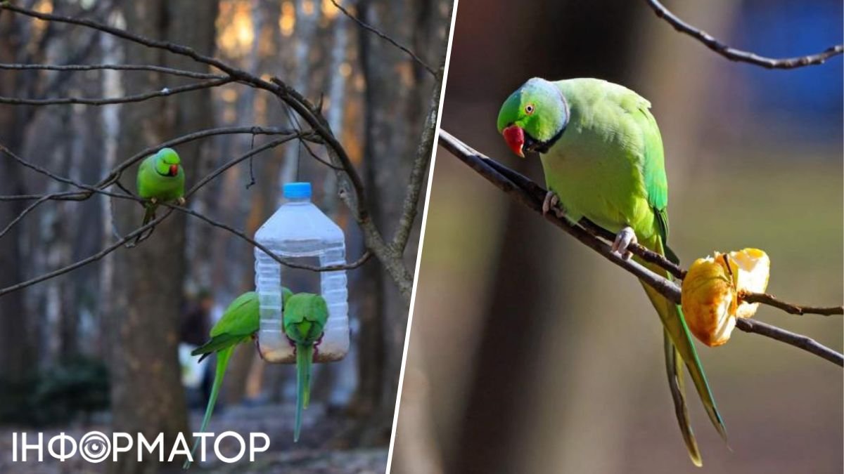 У Чернівцях дикі папуги захопили парк і проганяють інших птахів