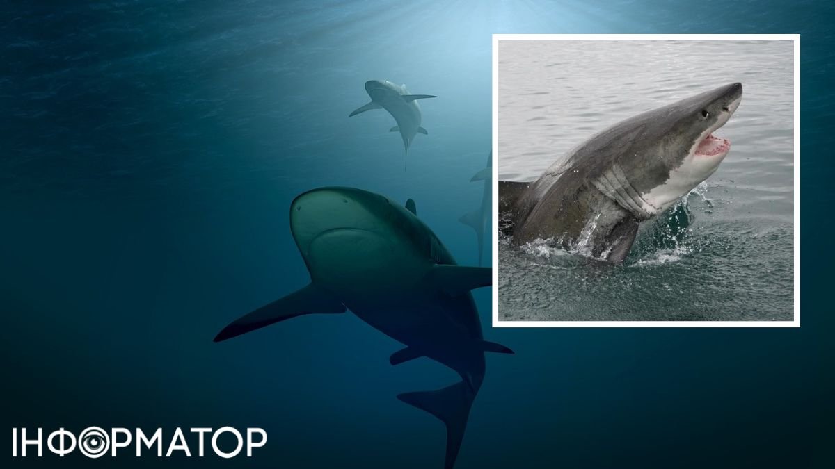 Оторвала голову и утащила тело в море: нападение акулы в Новой Зеландии