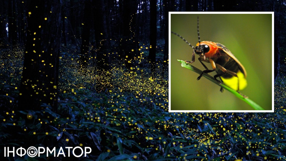 ліс комахи світло світлячок