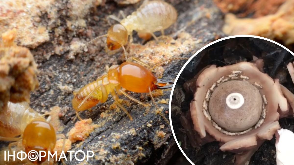 Моторошне видовище: терміти потрапили у спіраль смерті - відео